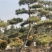 黑松造型松原圃苗移栽苗量大欢迎考察