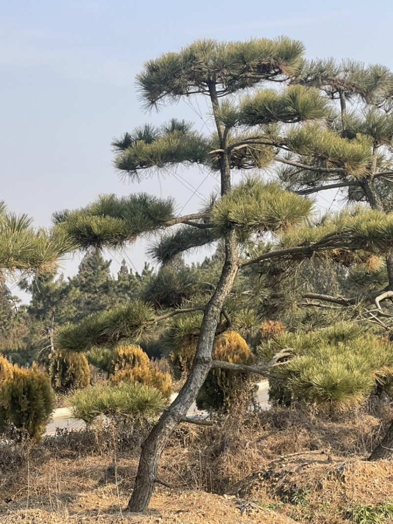 黑松造型松原圃苗移栽苗量大欢迎考察