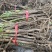 四川大通草品质保障可大量供应市场欢迎新老客户合作洽谈