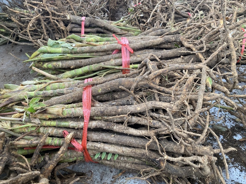 四川大通草品质保障可大量供应市场欢迎新老客户合作洽谈