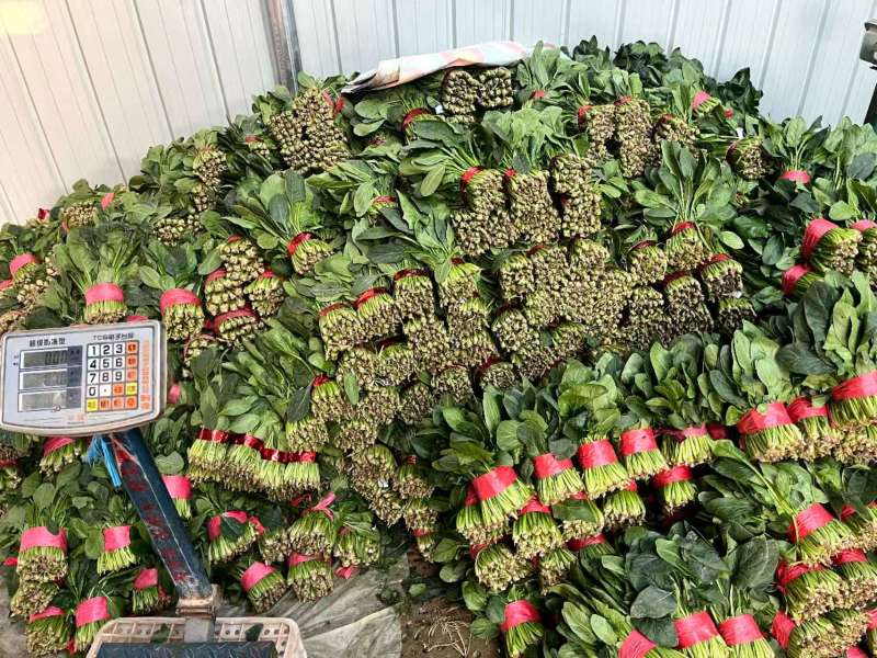 精品小把菠菜，产地直发，适合商超市场