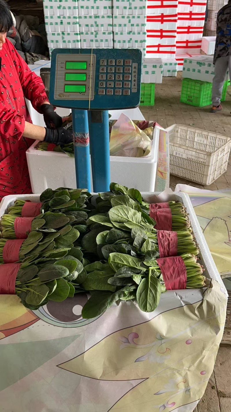 精品小把菠菜，产地直发，适合商超市场
