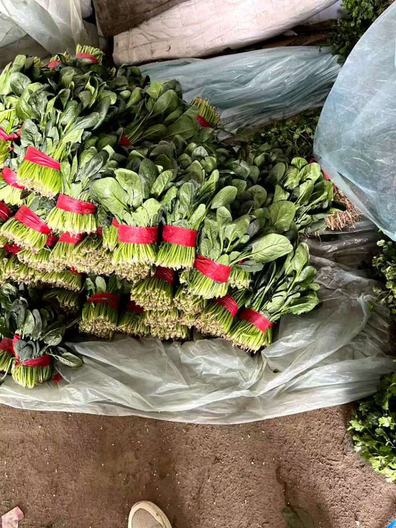 精品小把菠菜，产地直发，适合商超市场