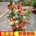 五彩锦带四季开花驱蚊庭院盆栽地栽树苗耐寒卖一送一