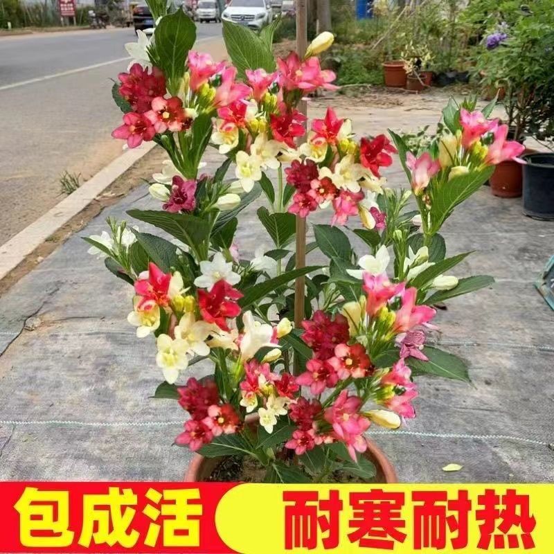 五彩锦带四季开花驱蚊庭院盆栽地栽树苗耐寒卖一送一