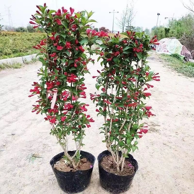 五彩锦带四季开花驱蚊庭院盆栽地栽树苗耐寒卖一送一