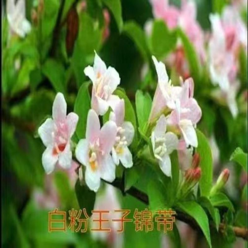 五彩锦带四季开花驱蚊庭院盆栽地栽树苗耐寒卖一送一