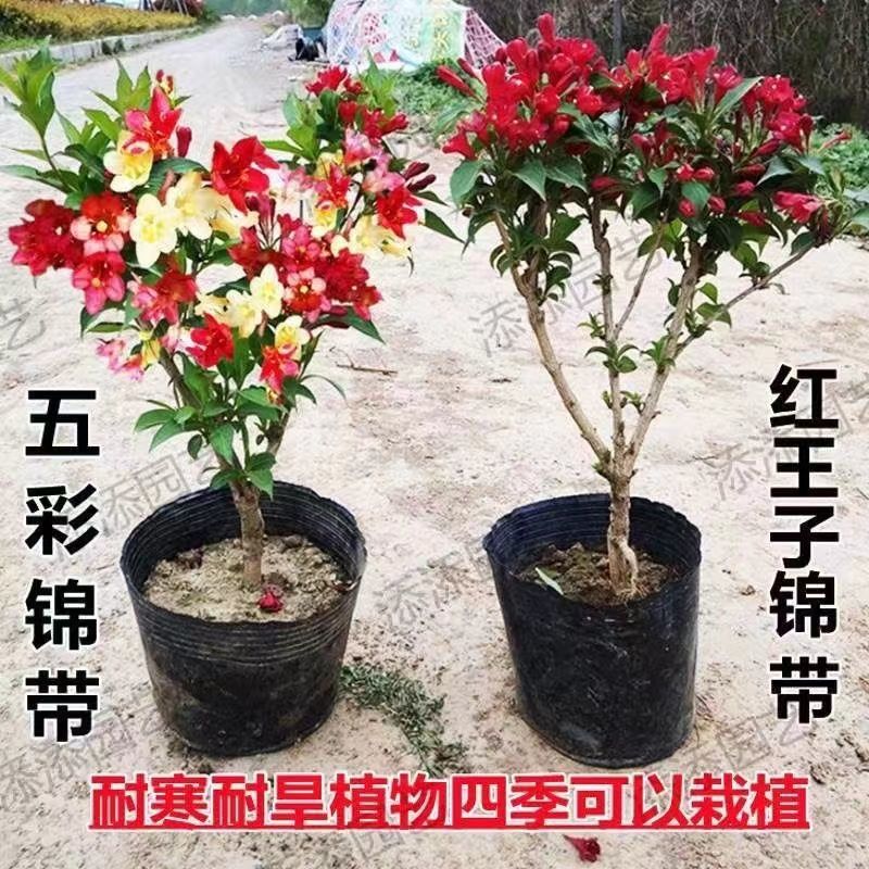 五彩锦带四季开花驱蚊庭院盆栽地栽树苗耐寒卖一送一