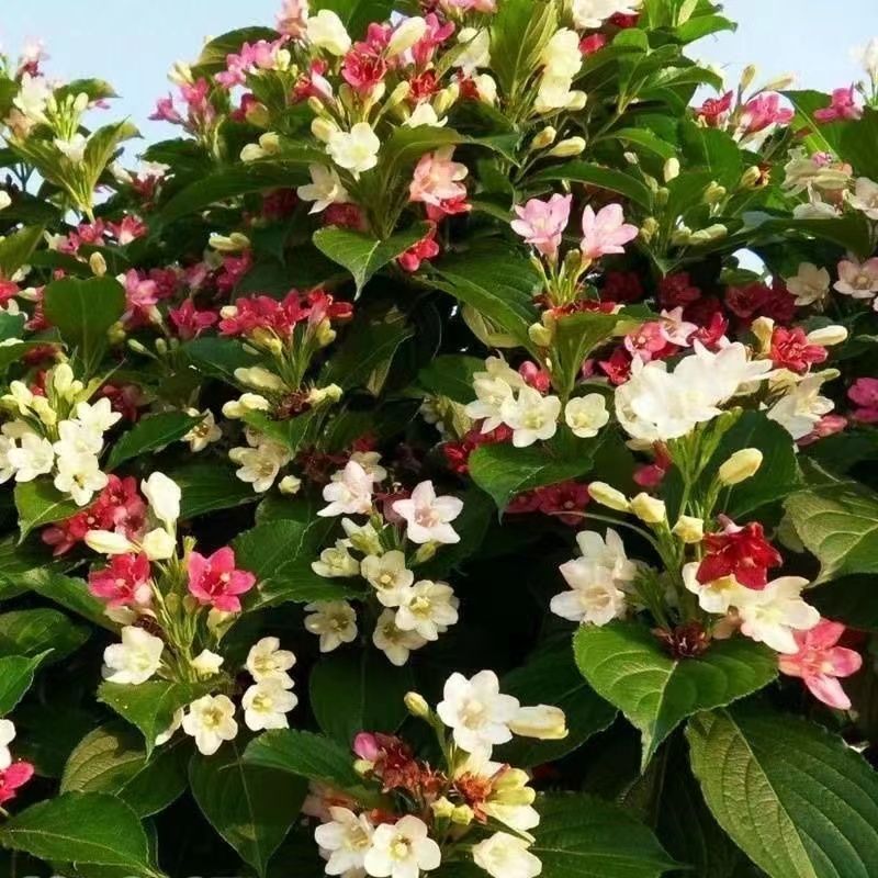 五彩锦带四季开花驱蚊庭院盆栽地栽树苗耐寒卖一送一