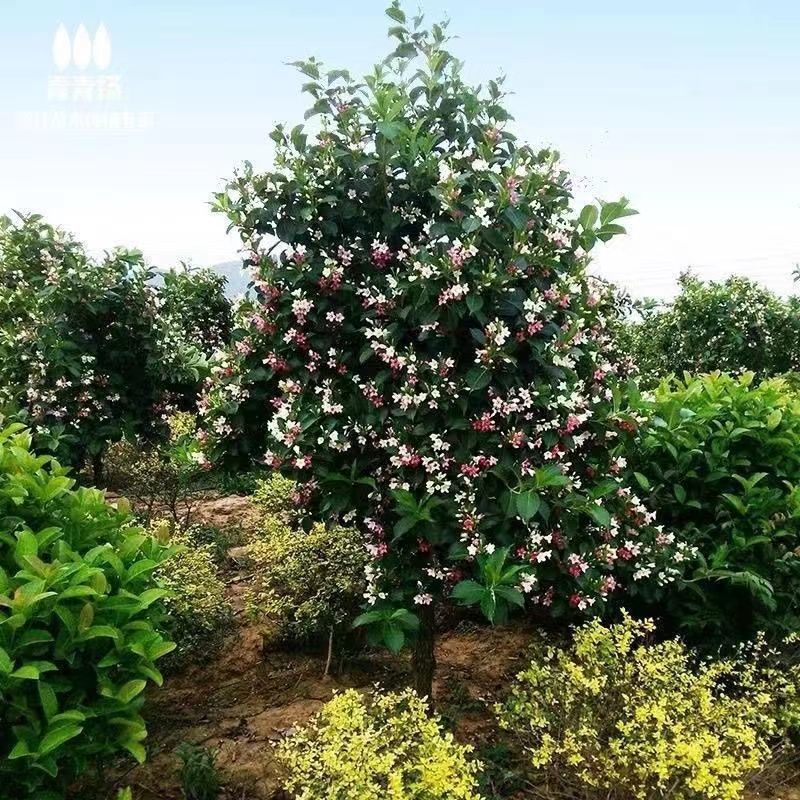 五彩锦带四季开花驱蚊庭院盆栽地栽树苗耐寒卖一送一