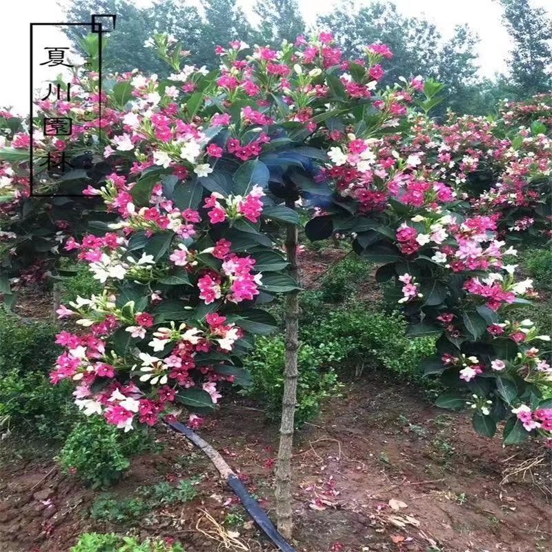 五彩锦带四季开花驱蚊庭院盆栽地栽树苗耐寒卖一送一