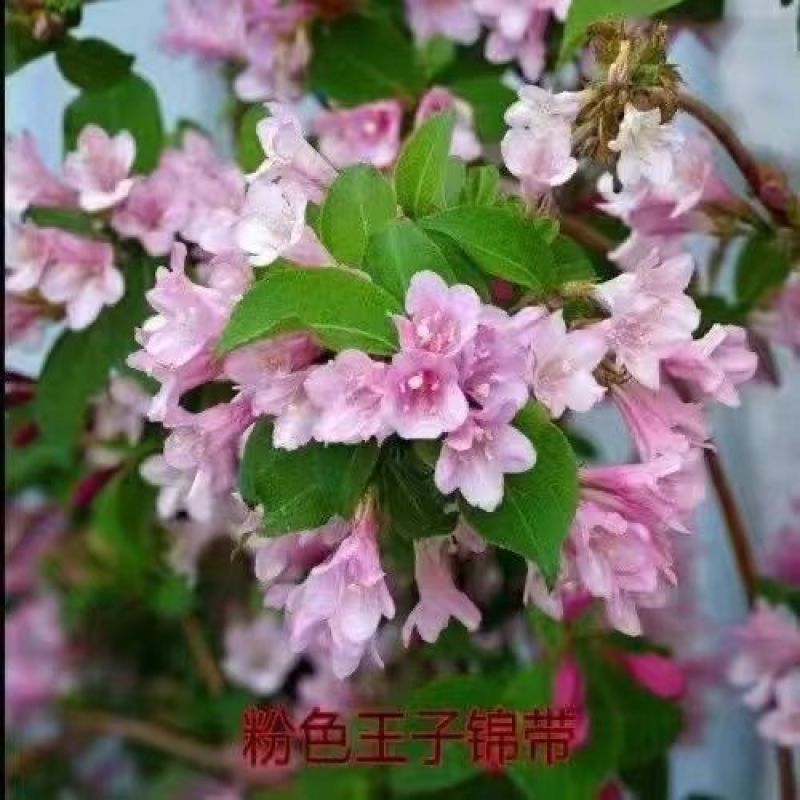 五彩锦带四季开花驱蚊庭院盆栽地栽树苗耐寒卖一送一