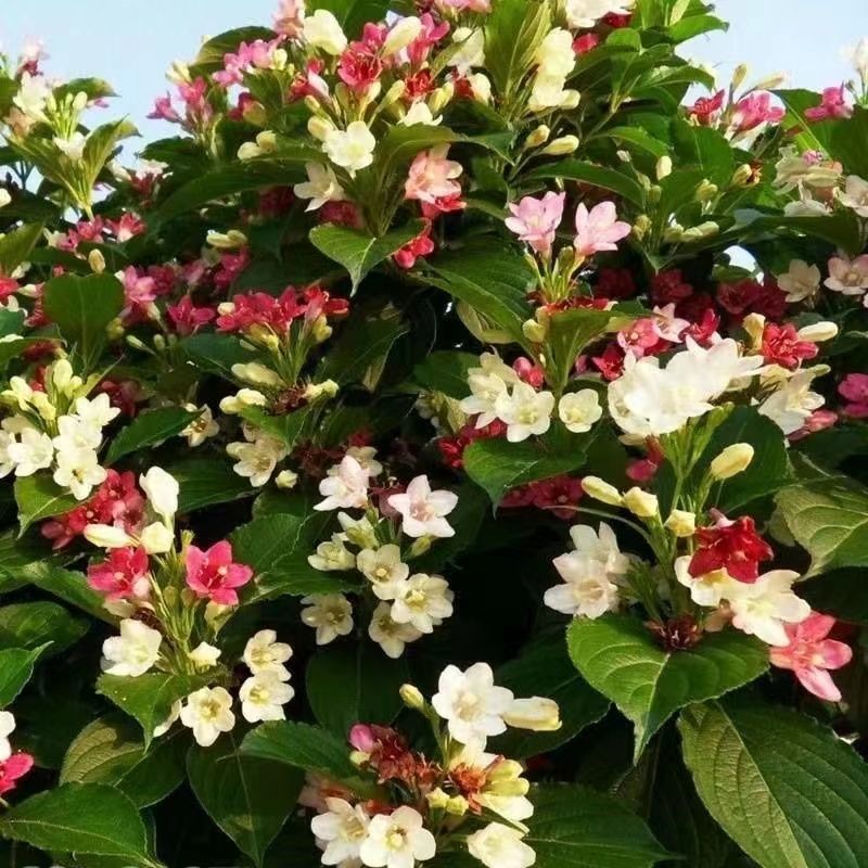 五彩锦带四季开花驱蚊庭院盆栽地栽树苗耐寒卖一送一