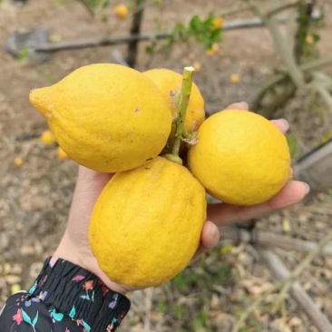 香水柠檬