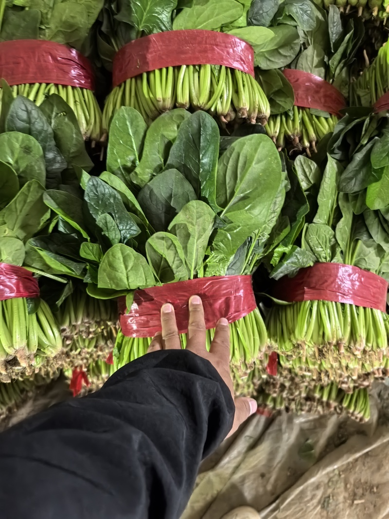 精品菠菜，保证质量，大量供应，全国可发货量大从优