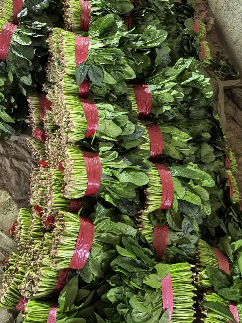 精品菠菜，保证质量，大量供应，全国可发货量大从优