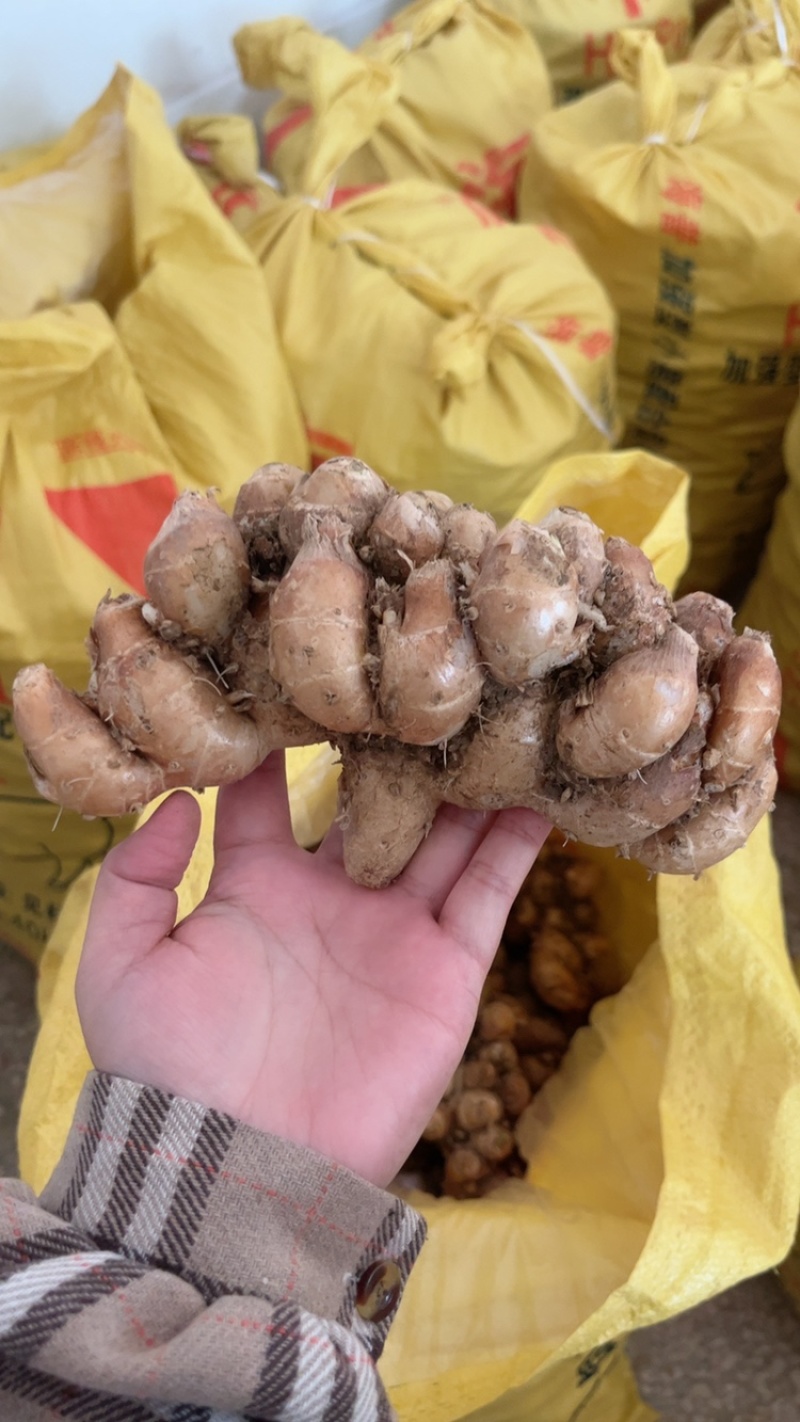广东沙姜产地直销