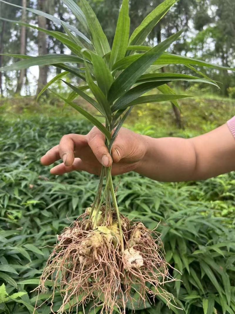 八叶高杆卷叶不倒苗大黄精