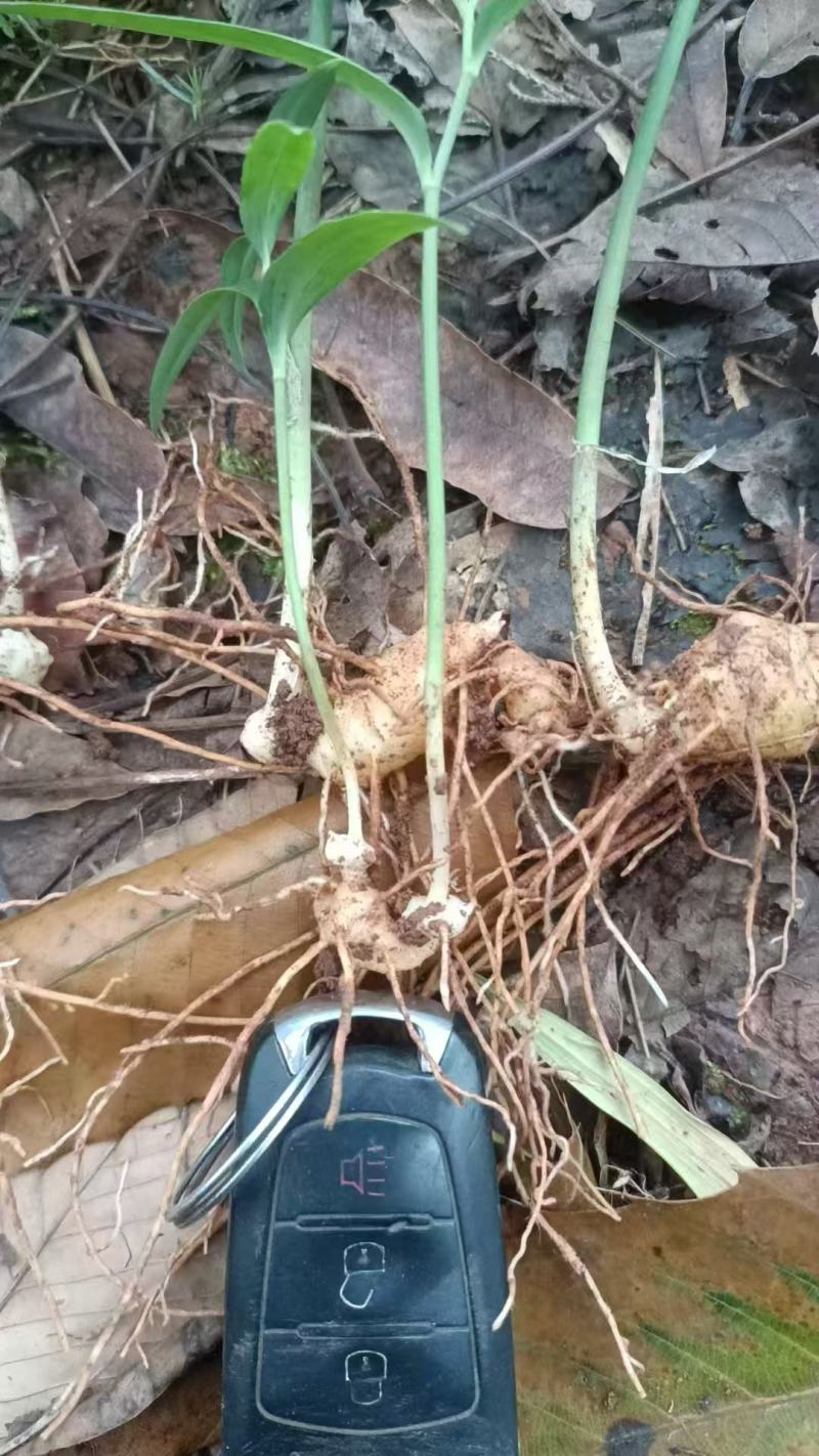 八叶高杆卷叶不倒苗大黄精