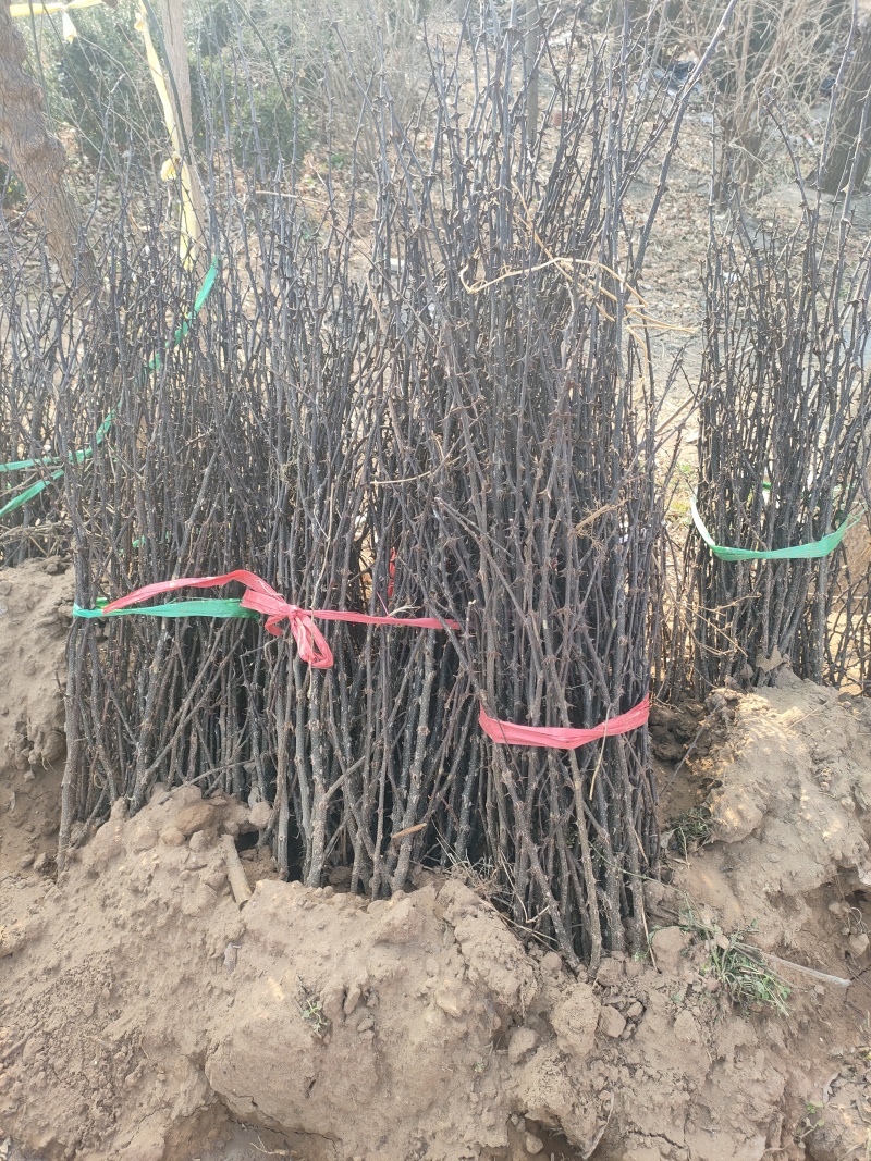 花椒树。大红袍