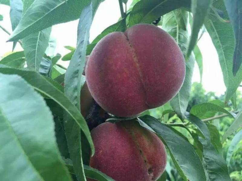 大量批发嫁接桃树苗突围桃油蟠桃早中晚熟桃树苗