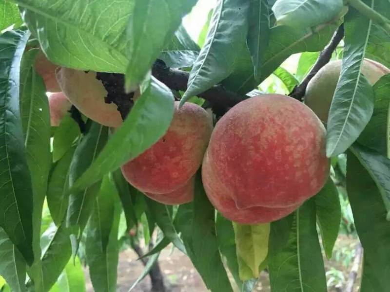 大量批发嫁接桃树苗突围桃油蟠桃早中晚熟桃树苗