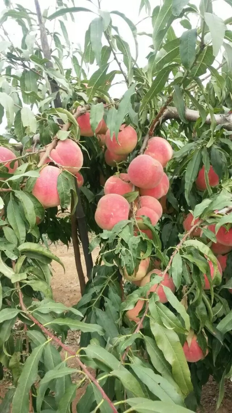 大量批发嫁接桃树苗突围桃油蟠桃早中晚熟桃树苗