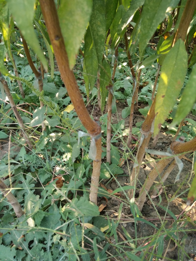 大量批发嫁接桃树苗突围桃油蟠桃早中晚熟桃树苗