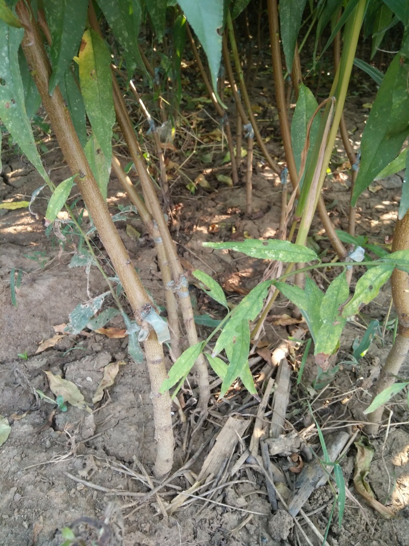 大量批发嫁接桃树苗突围桃油蟠桃早中晚熟桃树苗