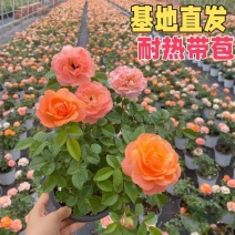 果汁阳台月季花苗带花苞灌木大花多季丰花花卉月季大苗浓香型