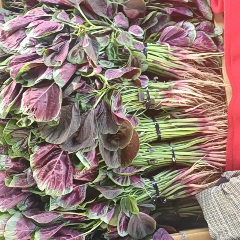 苋菜