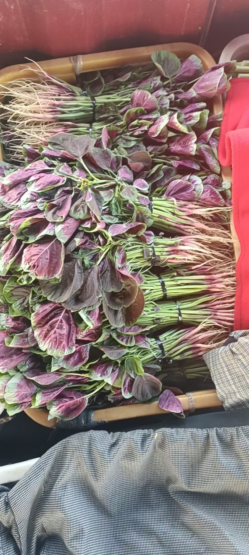苋菜