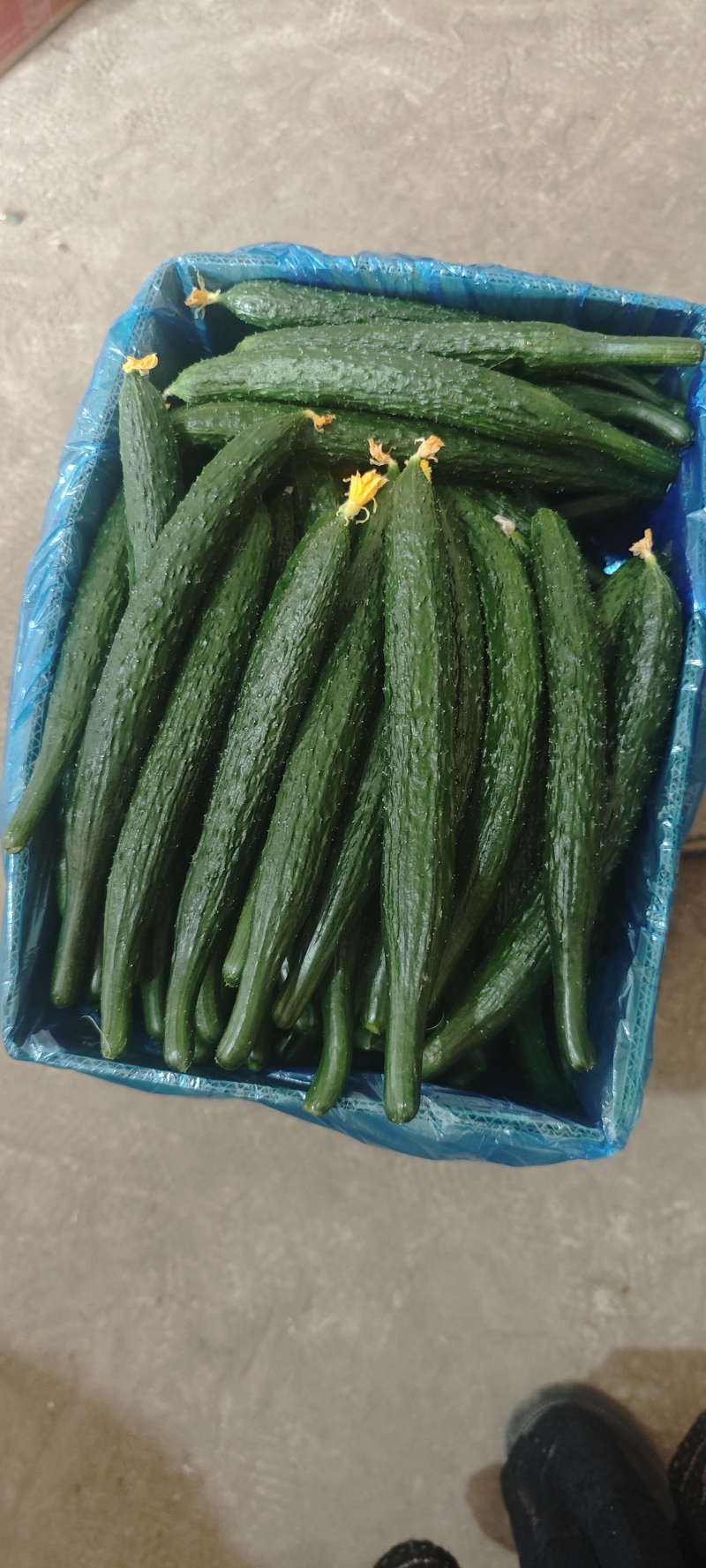 夏邑县大棚鲜黄瓜大量上市了，青瓤青肉黑条密刺油亮黄瓜