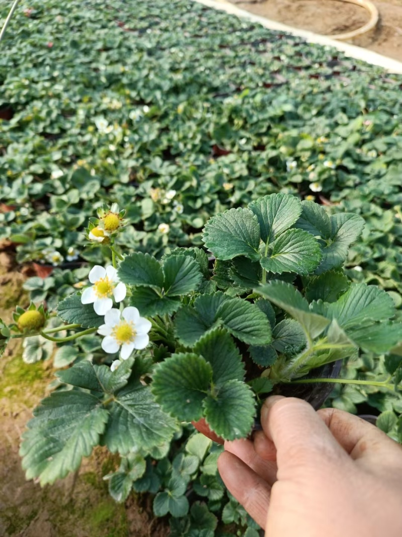 草莓，盆栽盆景，基地直销大量有货，电商，绿化用苗等