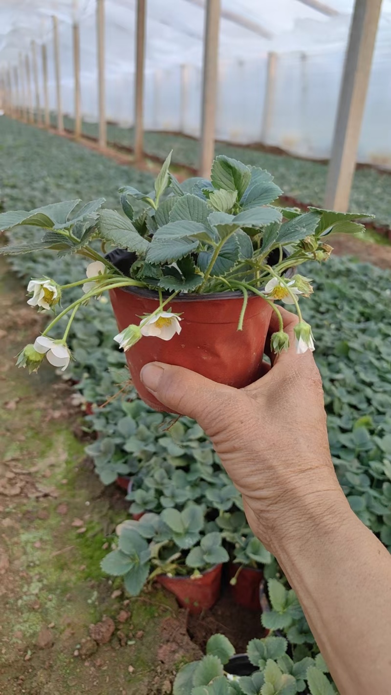草莓，盆栽盆景，基地直销大量有货，电商，绿化用苗等