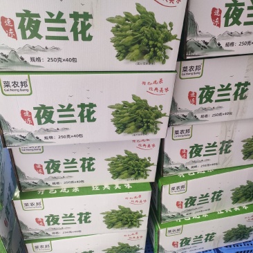 夜兰花速冻夜香花250克一包