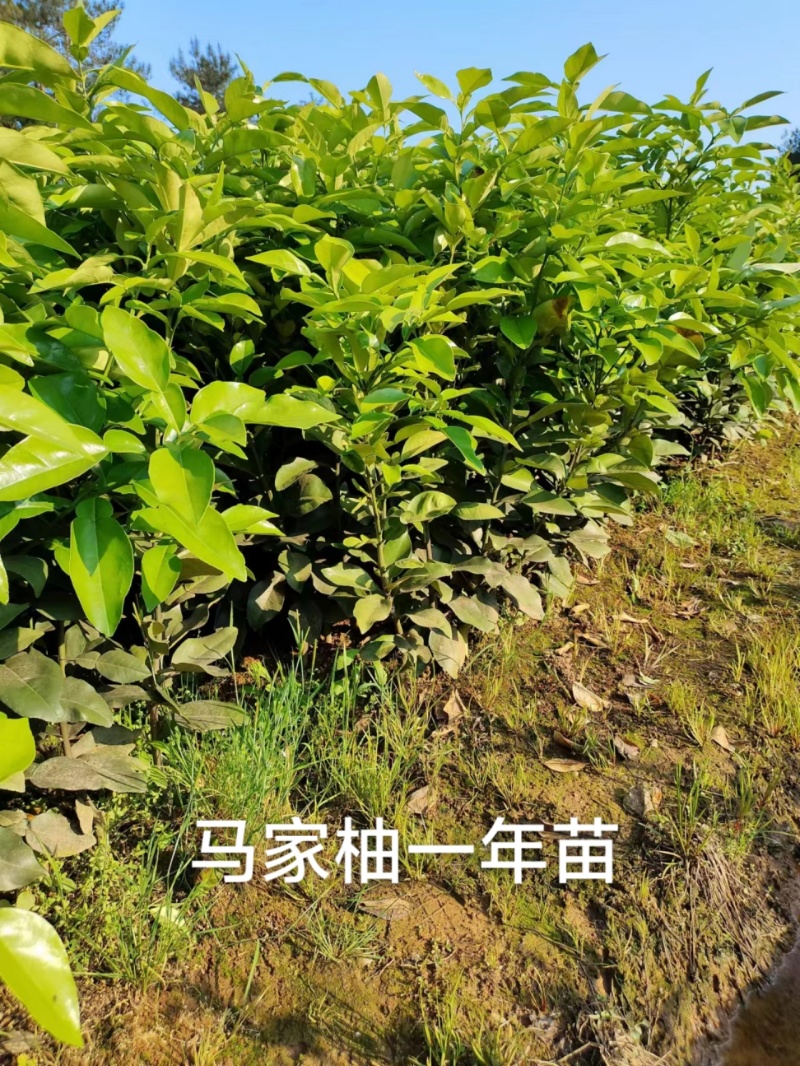 南北方适合种的红心马家柚苗柚子苗马家柚苗基地直供诚信经营