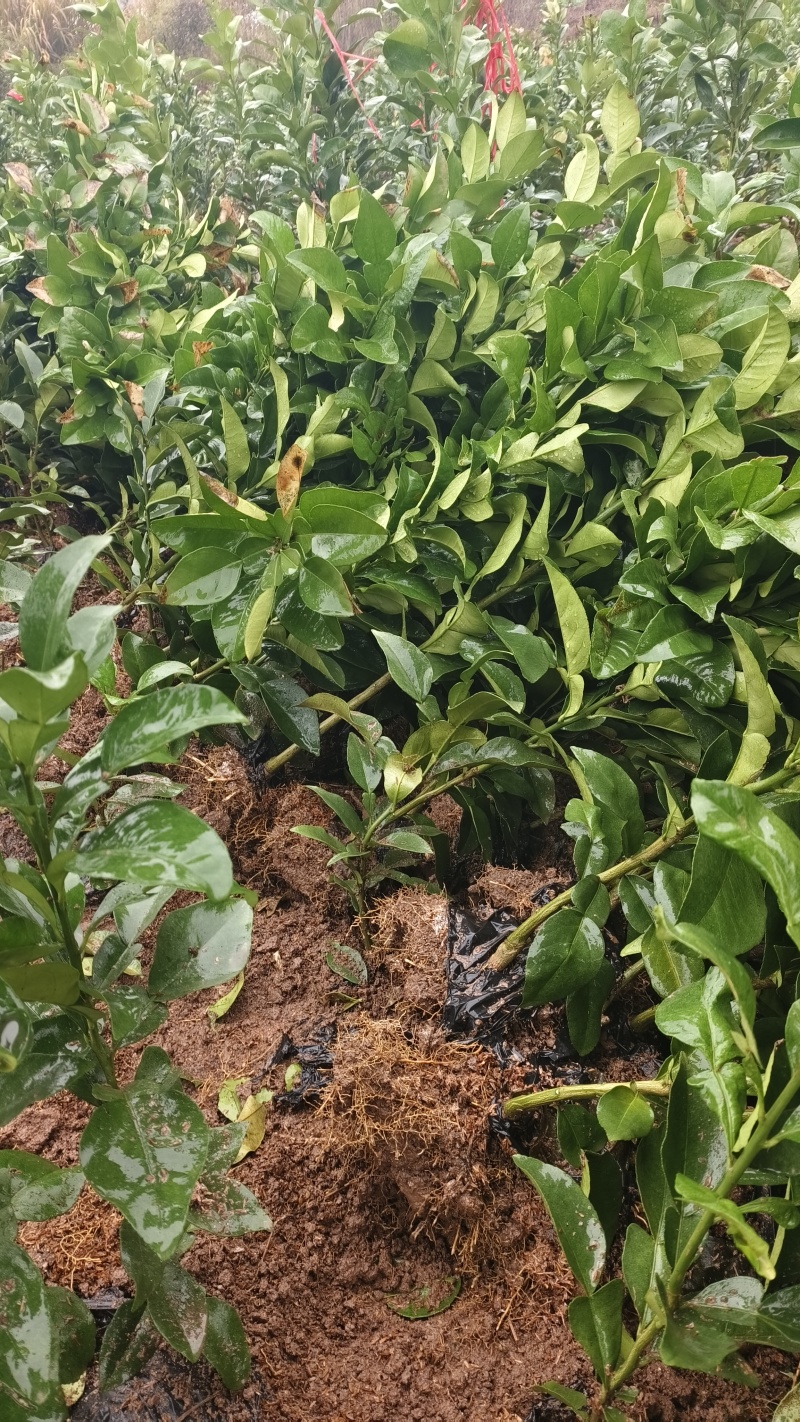 南北方适合种的红心马家柚苗柚子苗马家柚苗基地直供诚信经营