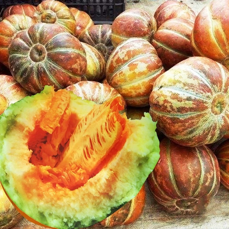 黄皮面瓜种子老品种花皮面瓜四季留种红皮面瓜花皮甜瓜香瓜种