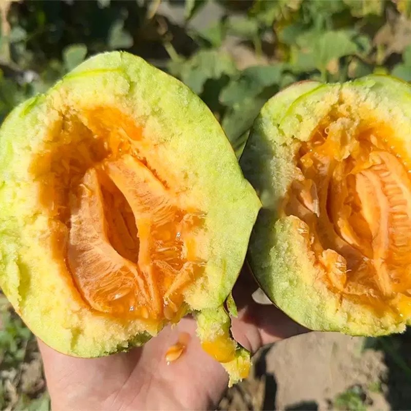 黄皮面瓜种子老品种花皮面瓜四季留种红皮面瓜花皮甜瓜香瓜种