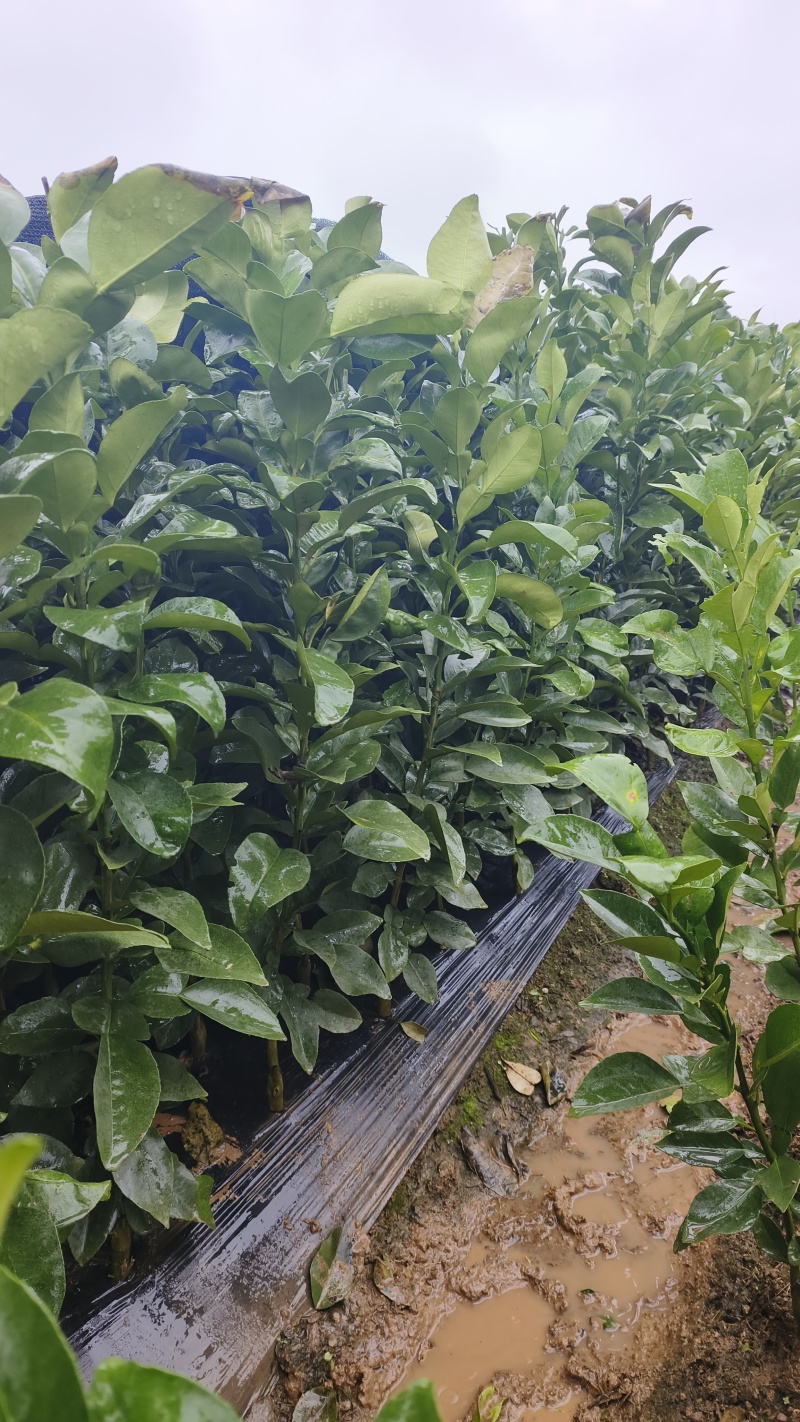 正宗红心马家柚苗适合南北方种植基地直供欢迎电话联系