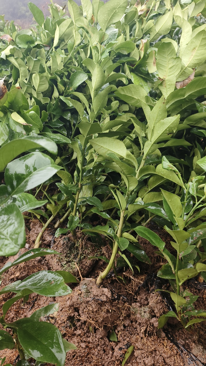 正宗红心马家柚苗适合南北方种植基地直供欢迎电话联系