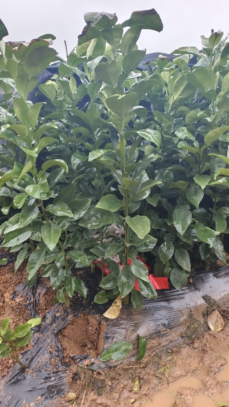 正宗红心马家柚苗适合南北方种植基地直供欢迎电话联系