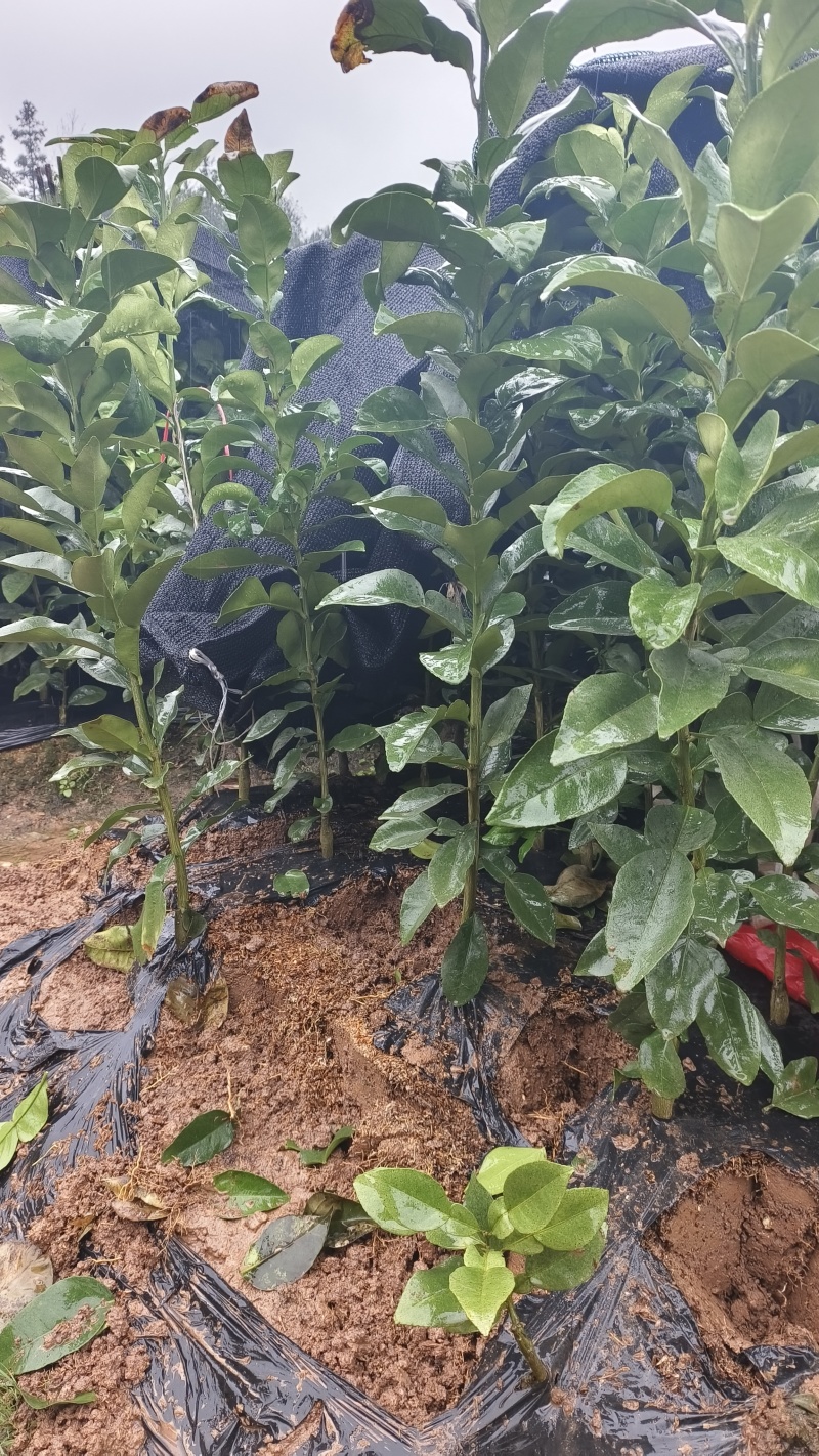 正宗红心马家柚苗适合南北方种植基地直供欢迎电话联系