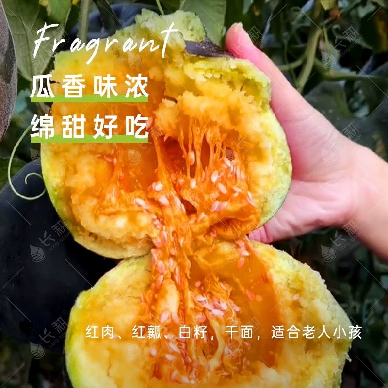 黑美人面瓜种子甜度高口感好香味浓郁大面积种植