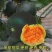 黑美人面瓜种子甜度高口感好香味浓郁大面积种植