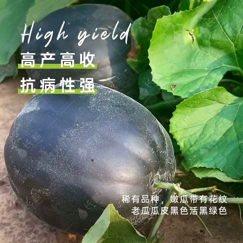 黑美人面瓜种子甜度高口感好香味浓郁大面积种植