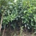 正宗红心马家柚苗适合南北方种植基地直供欢迎电话联系