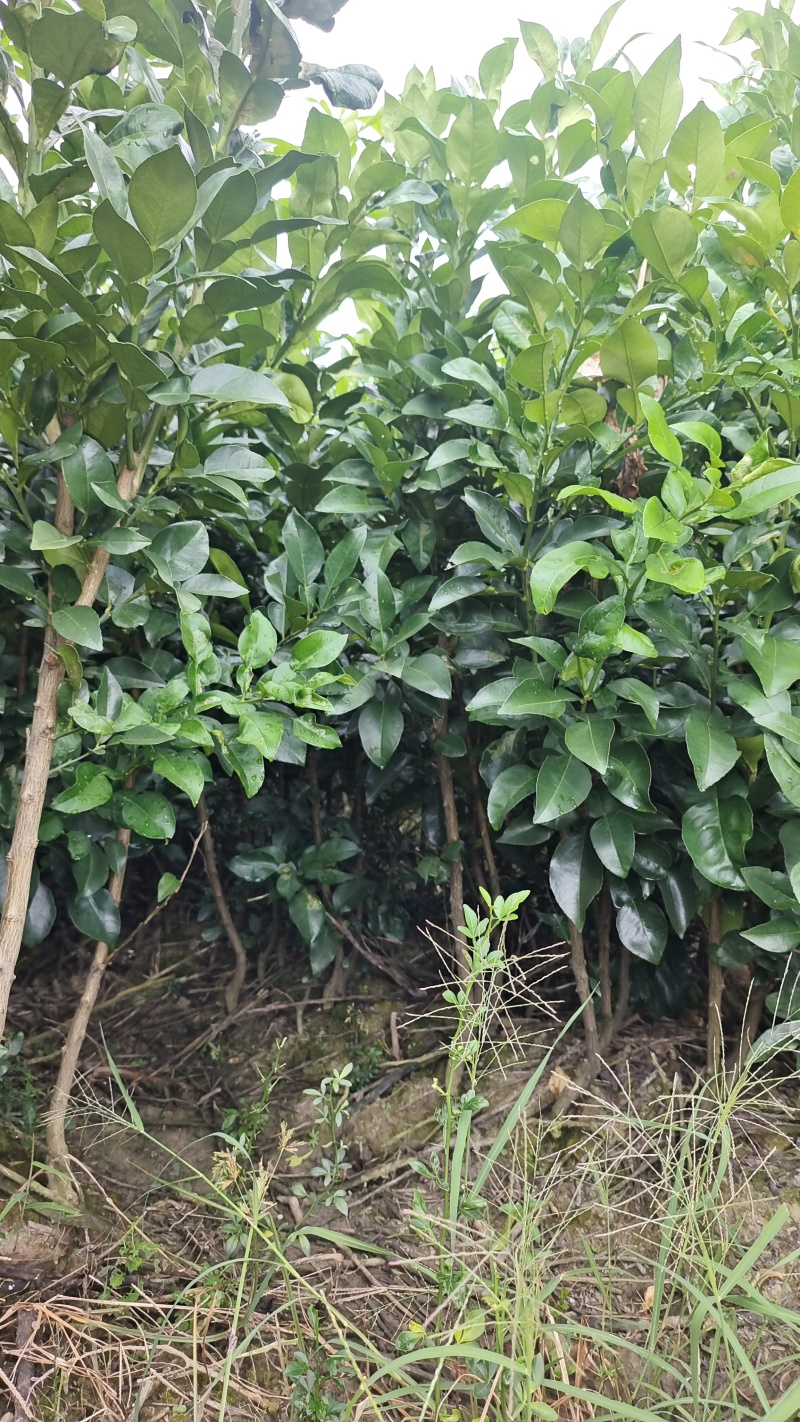 正宗红心马家柚苗适合南北方种植基地直供欢迎电话联系