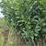 正宗红心马家柚苗适合南北方种植基地直供欢迎电话联系